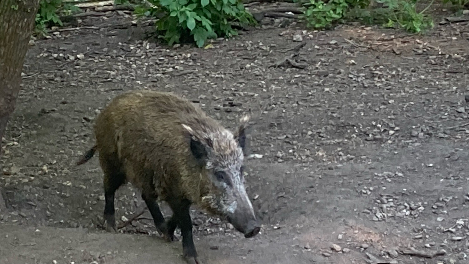 IMG_6174 Hallo Wildschwein