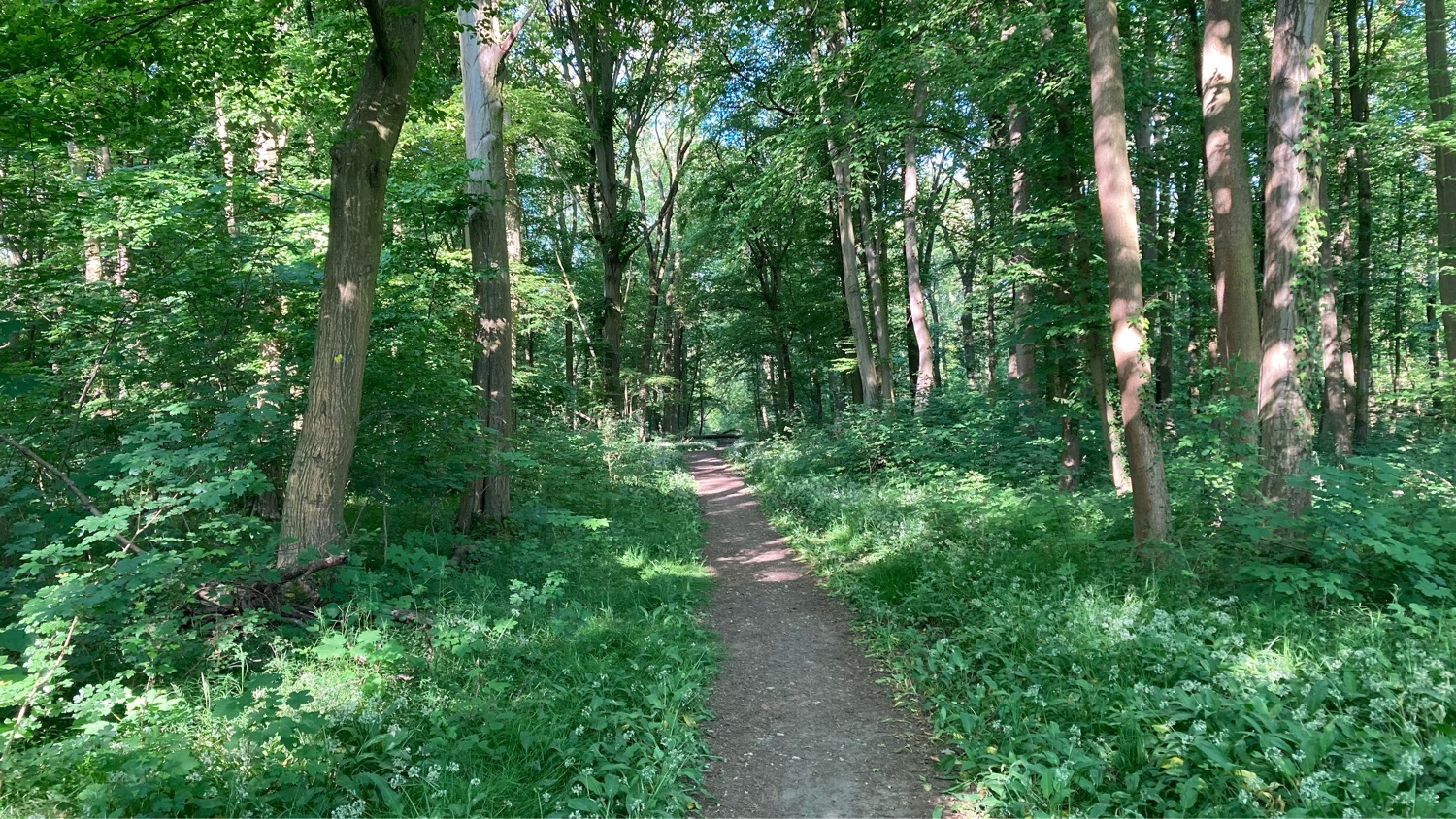 IMG_6183 Waldweg