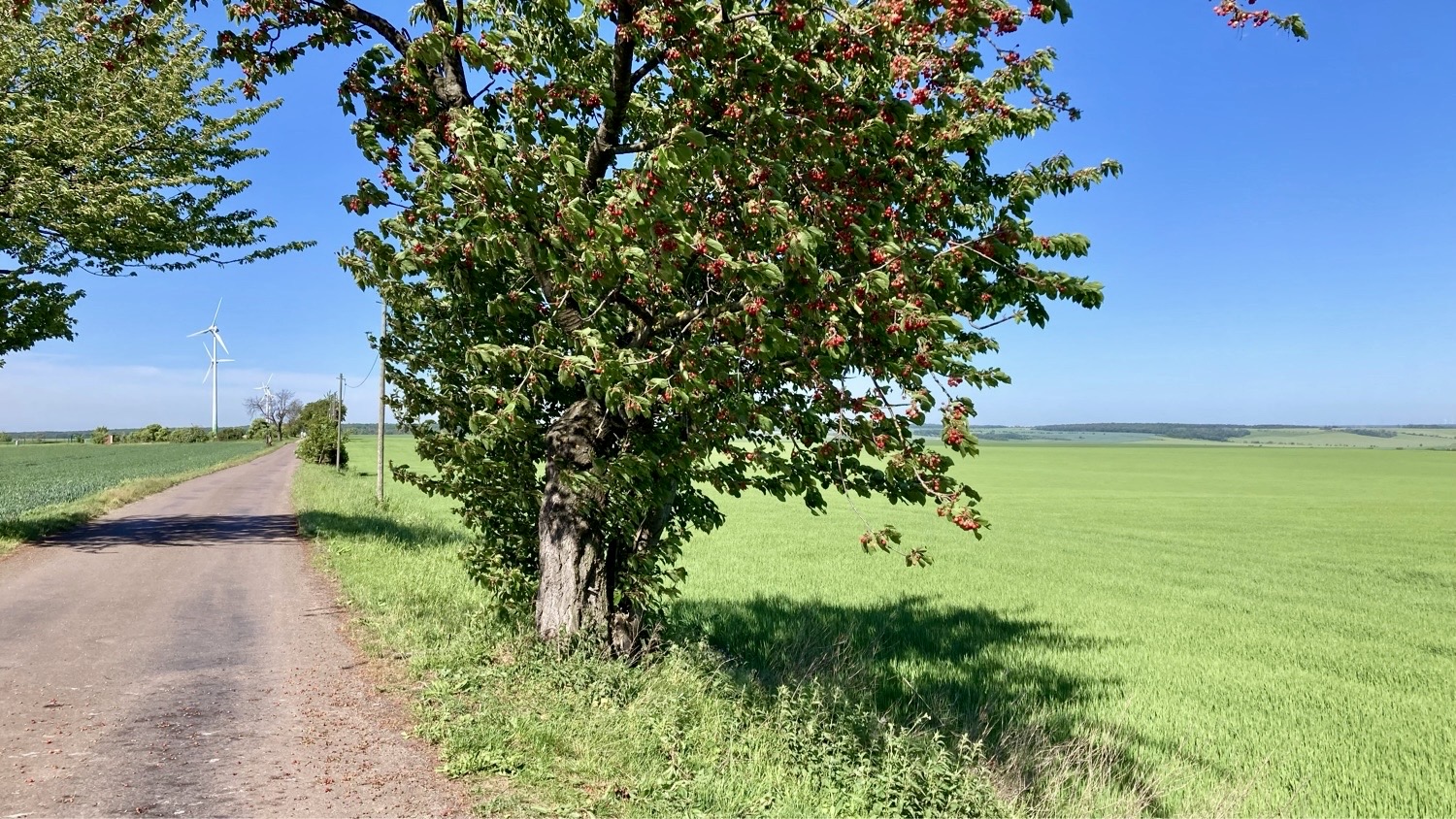 IMG_6231 Wegzehrung