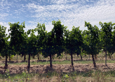 Weinbau an der Dordogne