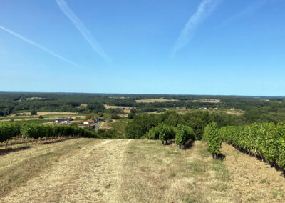 Weinbau an der Dordogne